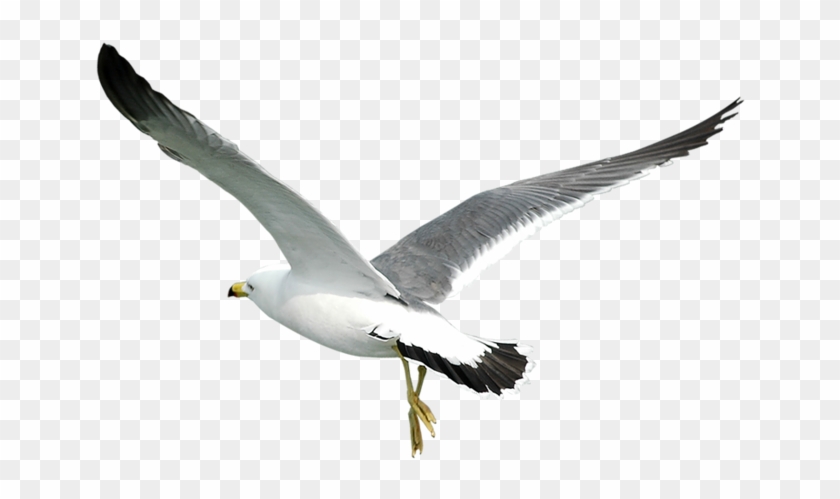 Gull Png - Transparent Background Seagulls Png #1445205