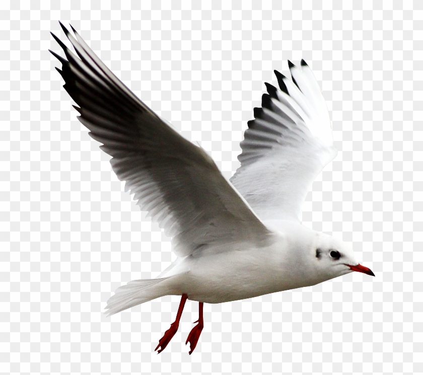 Gull Png - Чайка Пнг #1445206