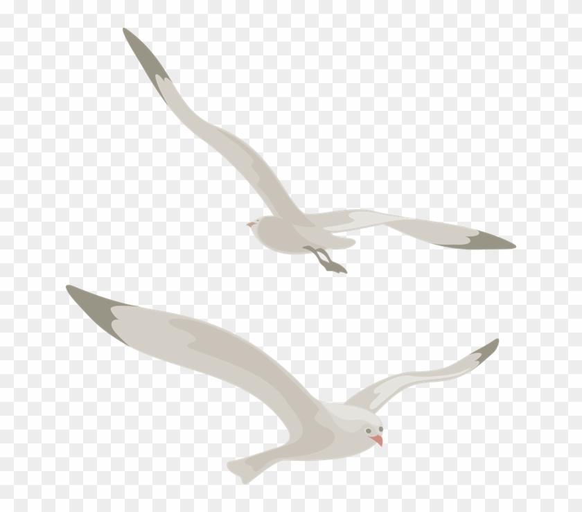 Gull Png - Чайка Пнг #1445207