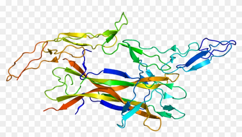 Nerve Growth Factor Structure #1445626