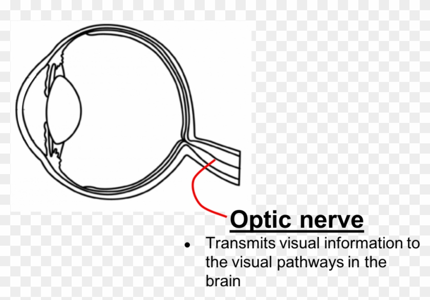 Anterior Ischemic Optic Neuropathy Is The Most Common - Diagram #1445641