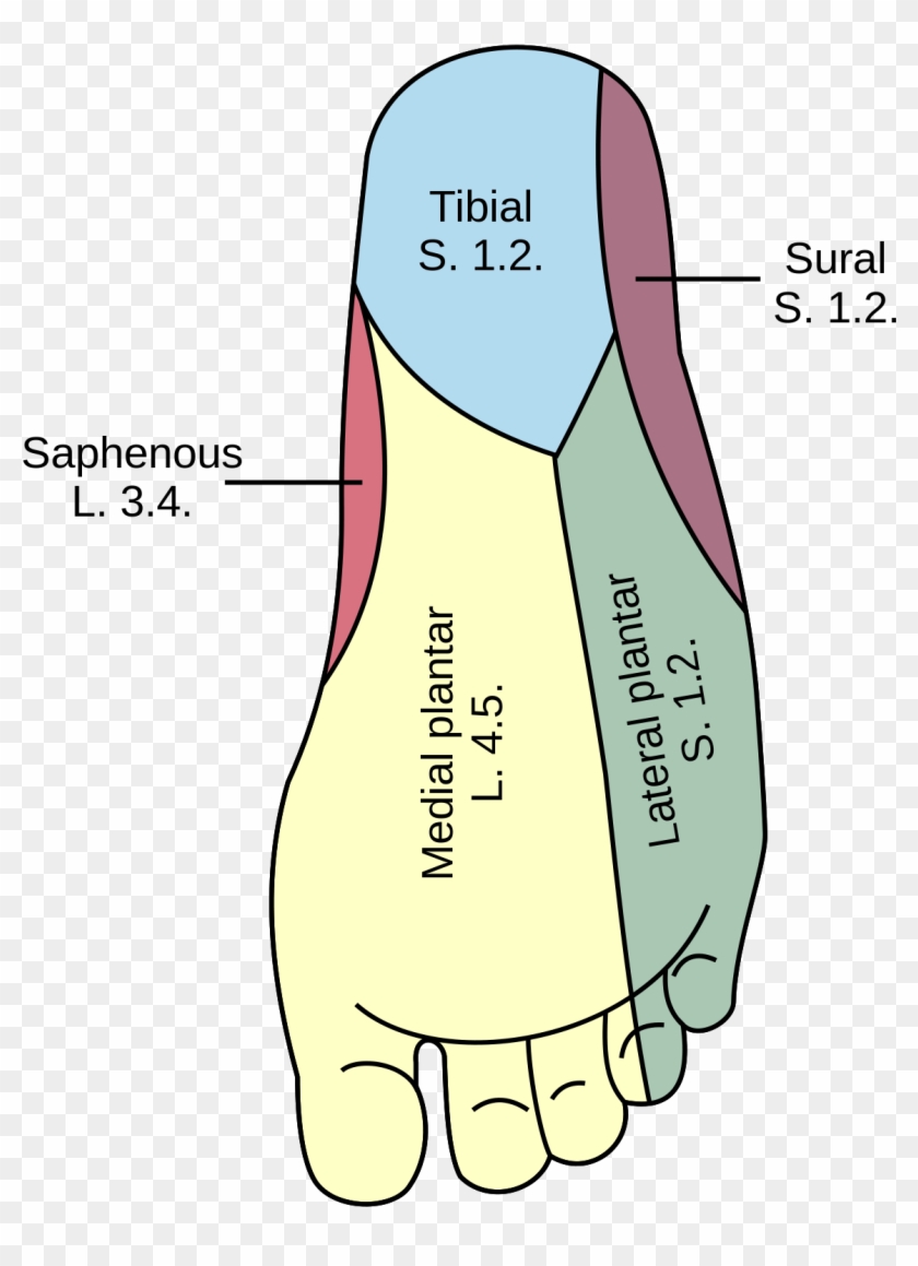 Cutaneous Of The Lower - Medial Plantar Nerve #1445646
