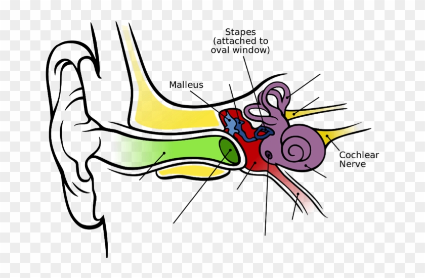 Image Of The Inner Ear Showing The Malleus, Stapes, - Auditory Parts Of Human Ear #1445654