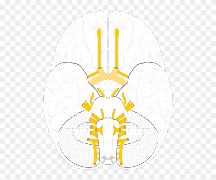 Cranial Nerves #1445680