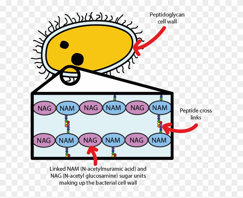 Png And Oral Health Figure A Bacterium Protected - Lysozyme Kill Bacteria #1446041