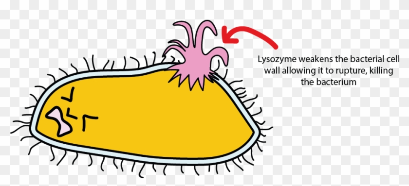 Graphic Freeuse And Oral Health Figure Death Of The - Lysozyme Bacteria #1446042