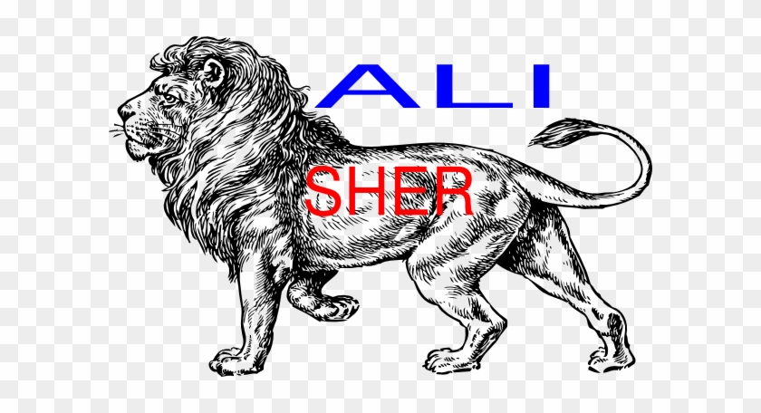 Ali Sher Clip Art - Lion Full Body Drawing - Free Transparent PNG Clipart  Images Download