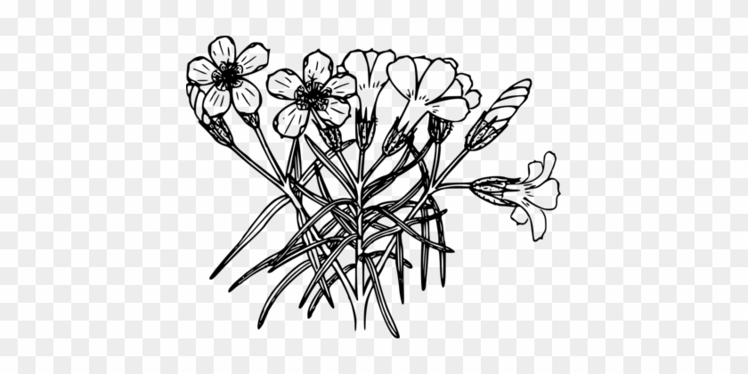 Computer Icons Drawing Phlox Coloring Book Black And - Sticky Monkey Flower In Black And White Clipart #1446749