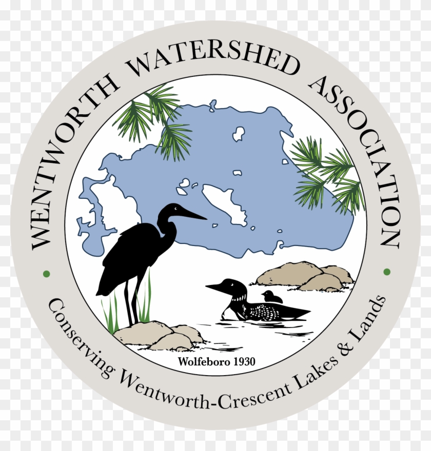 Wentworth Watershed Association - Seabird #1447224