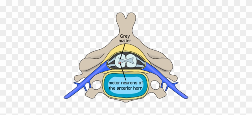 New Picture - Cervical Vertebrae #1447696