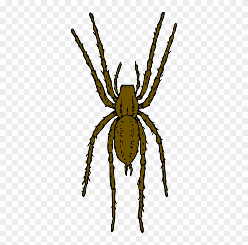 Brown Recluse Spider Widow Spiders Arthropod House - Brown Spider Clipart #1448182