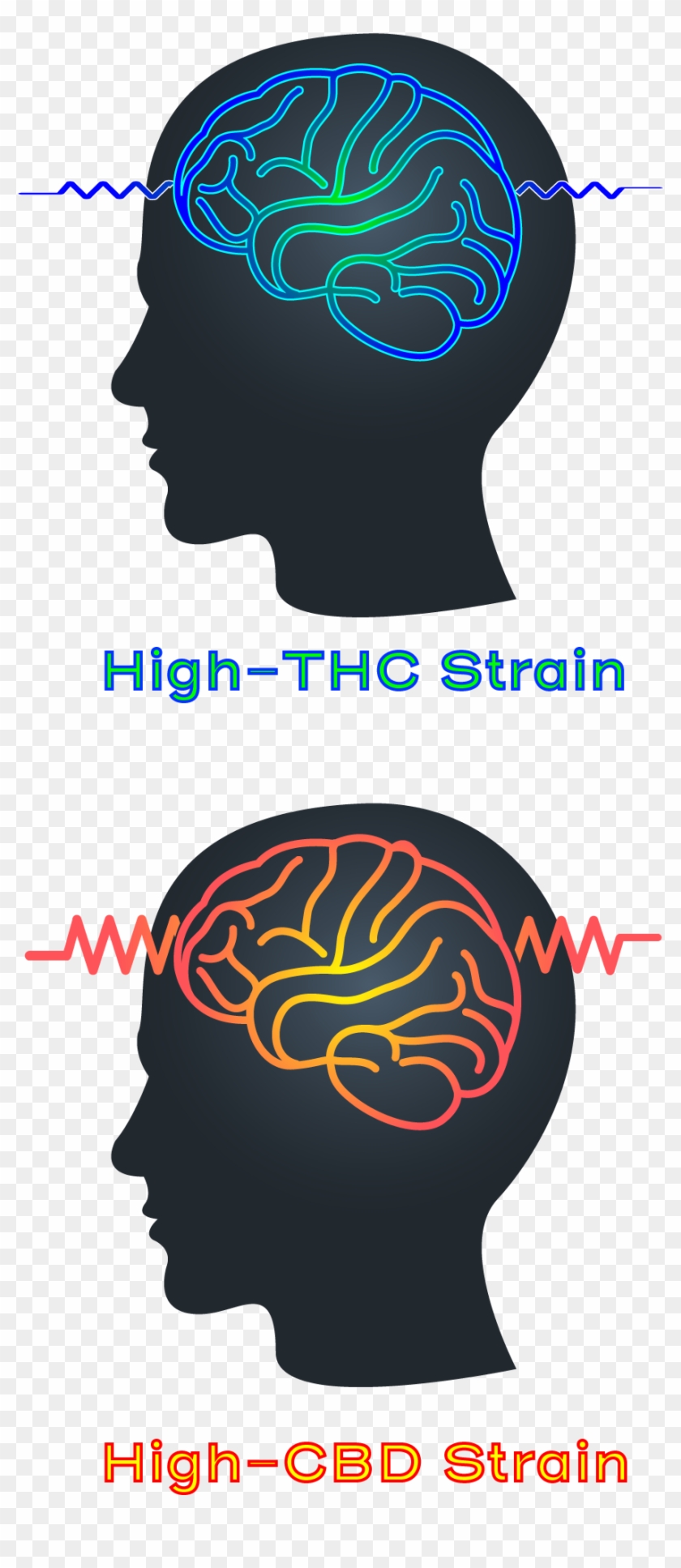 High Thc High Cbd Strain Epilepsy Seizure - Epilepsy #1448754