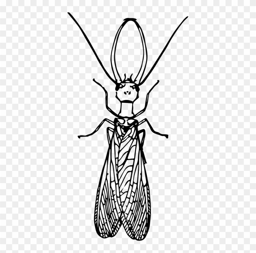Dobsonflies Insect Drawing Fly Computer Icons - Dobsonfly Drawing #1449217