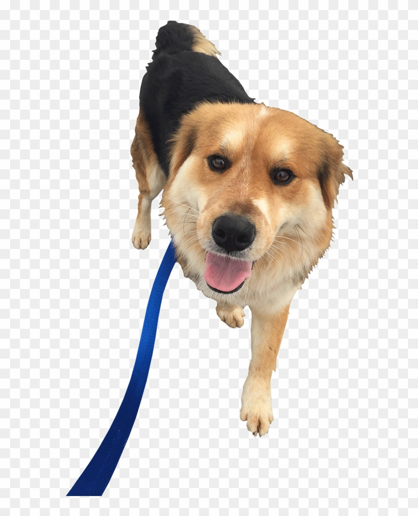 Clip Art Dog Walking Our Walkers - Dog Walking Png #1449268