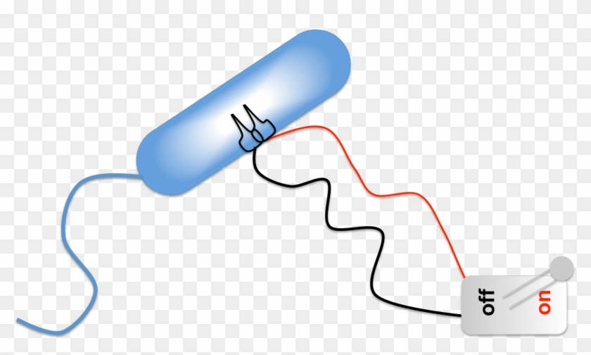 Bacterial Kill Switch - Bacteria #1449276