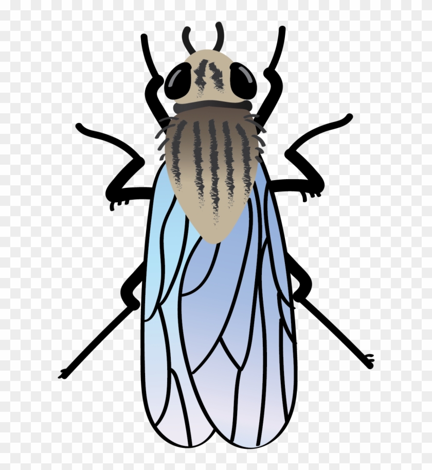 Onion Maggot-01 - Beetle #1449289