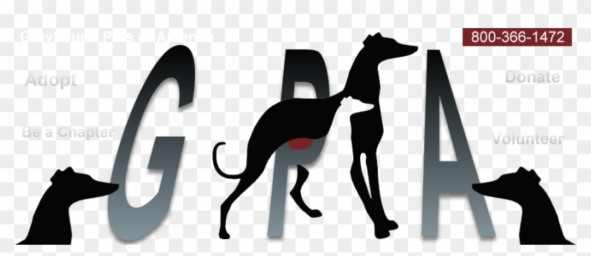 Dogs - Greyhound Pets Of America #1449401