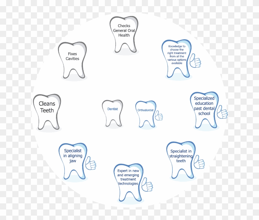 Whats The Difference Between A Dentist And An Orthodontist - Orthodontics #1449445