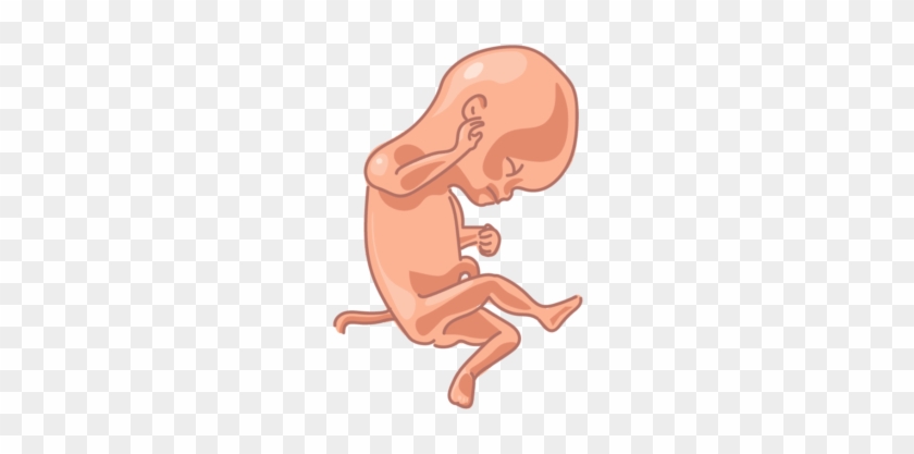 Clip Art Image Of A Fetus At 20 Weeks With Transparent - Illustration #1450132