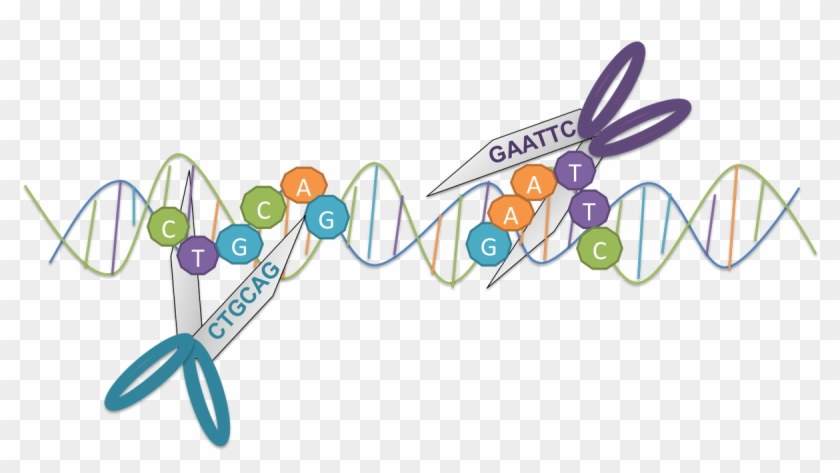 We Only Caught On A Few Decades Ago Https - Restriction Enzymes Molecular Scissor #1450624