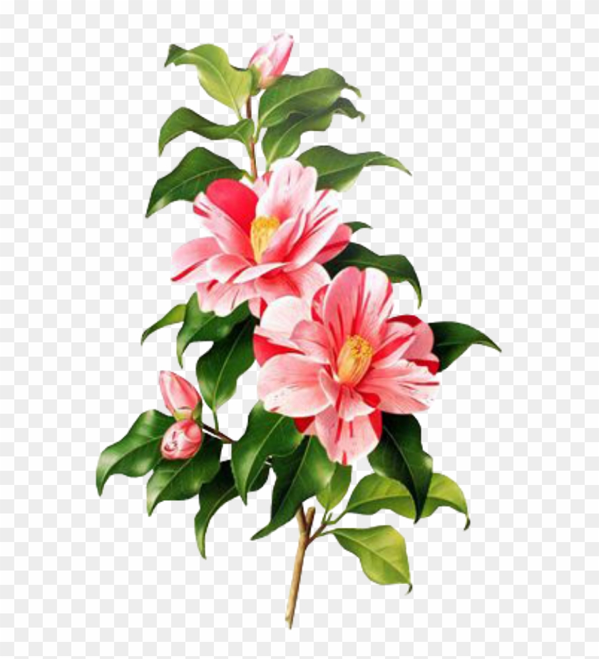 Flower Pink Spring Png Overlay Free Edits Edit Kpopedit - Camellia Botanical Print #1450665