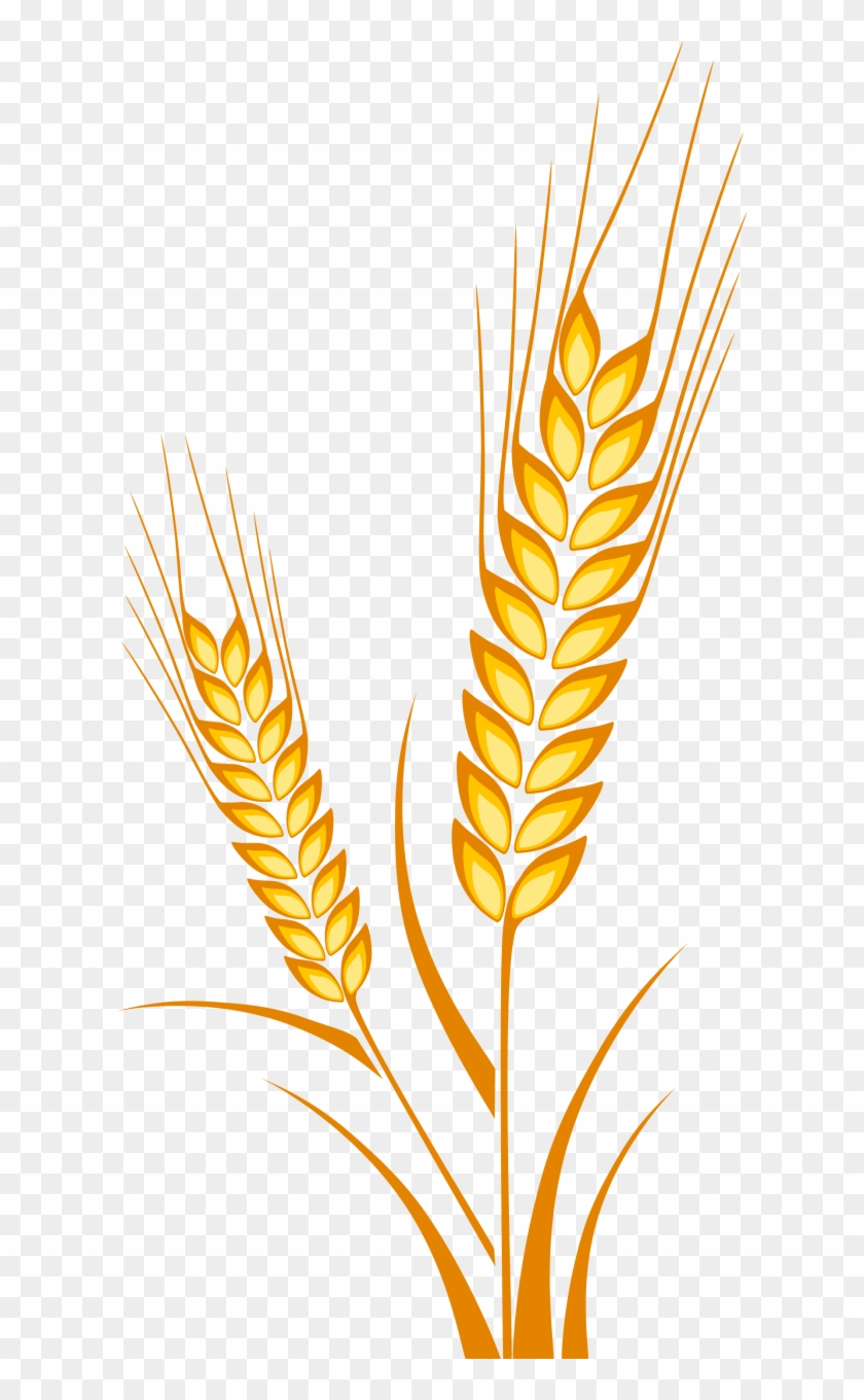 Cereal Clipart Barley Plant - Barley Drawing #1451162