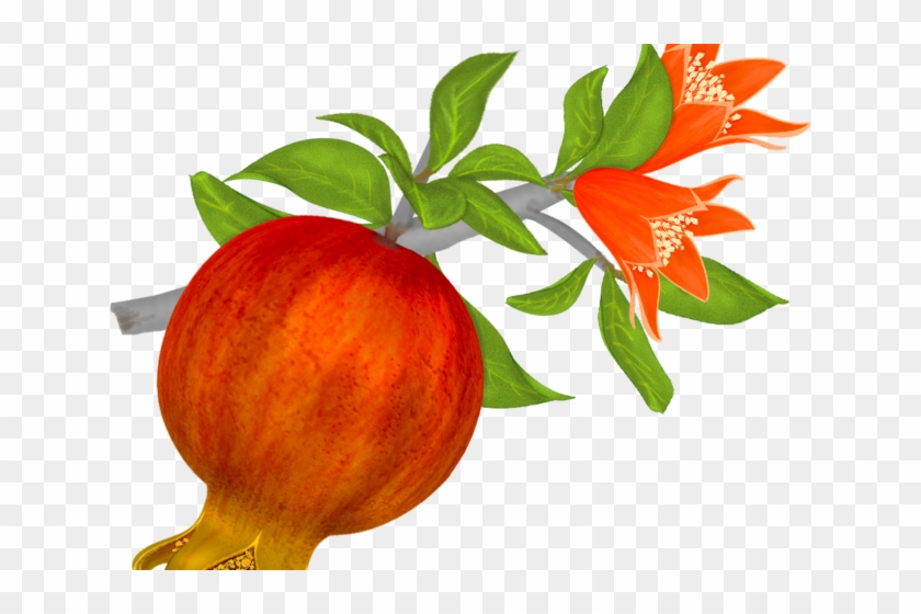 Pomegranate Clipart Border - Pomegranate Png #1451261