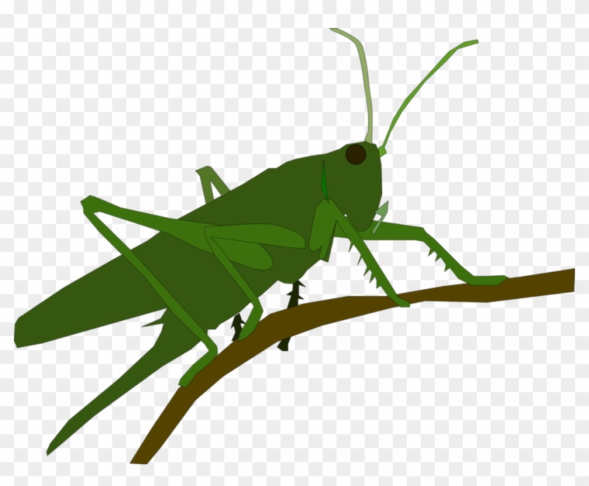 All Photo Png Clipart - Grasshopper #1451975