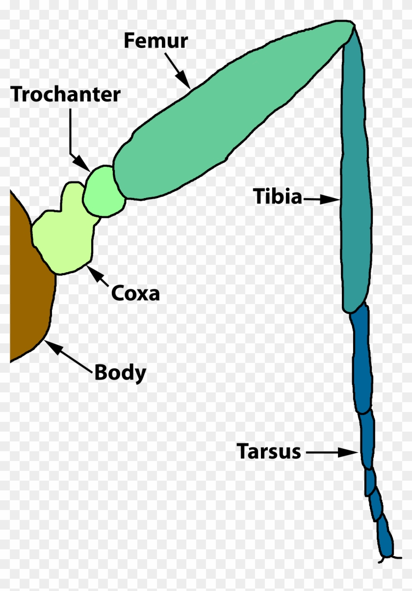 Clipart Info - Diagram Of Insect Joints #1451979