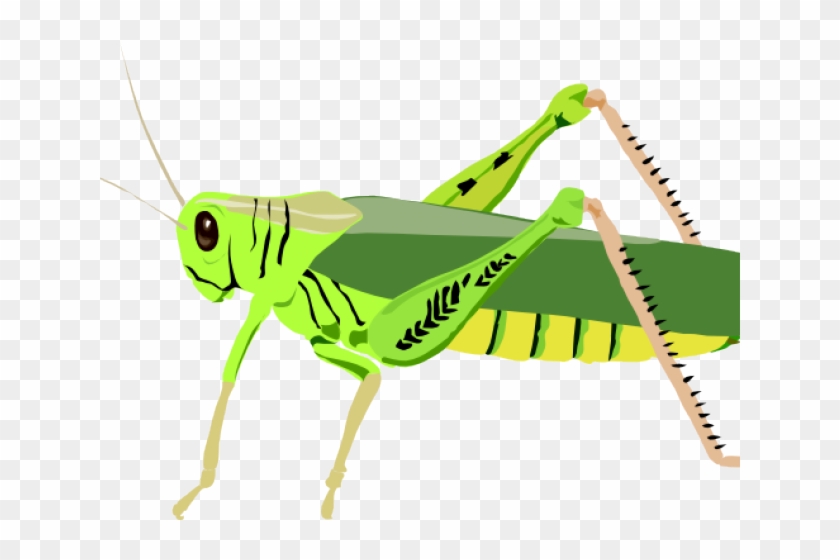 Clip Transparent Stock Grasshopper Clipart Primary - Grasshopper Clip Art #1451984