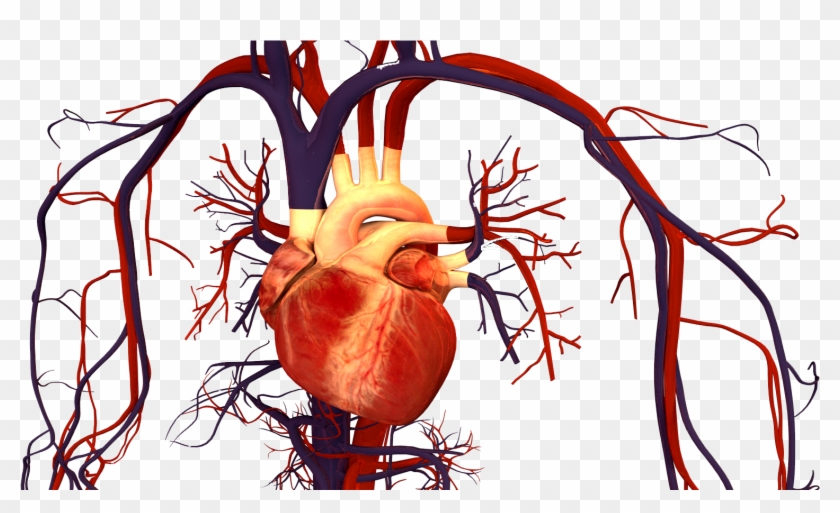 Advanced Heart Failure & Transplant Cardiology - Advanced Heart Failure & Transplant Cardiology #1452136