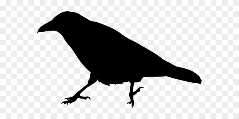 Common Raven Crow Family Bird Silhouette - Raven Clipart #1452412