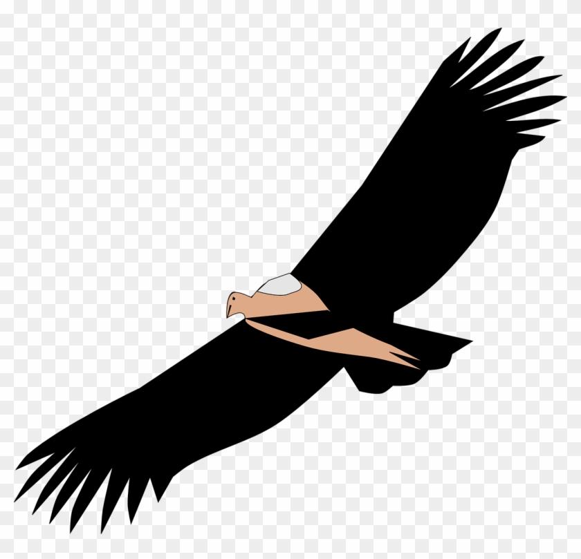 Vulture Scavenger Bird Spread - Clipart Ave #1452421