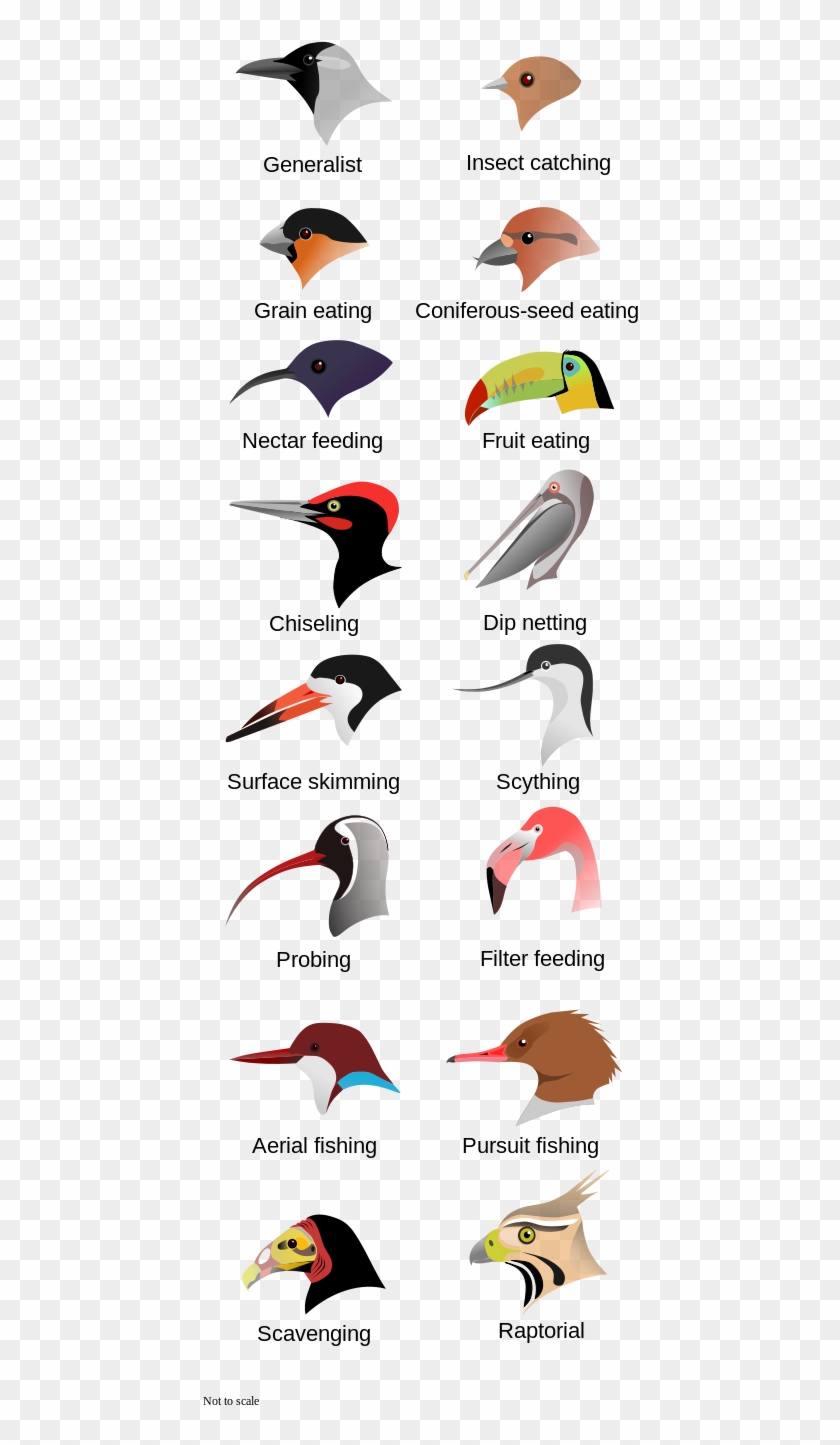Bird Beaks Evolved For Different Purposes - Grain Eating Birds Name #1452620