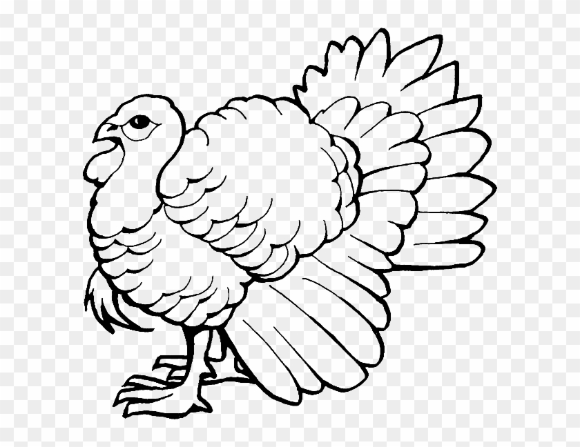 Clipart Turkey Coloring Page - Easy Wild Turkey Drawings #1452661