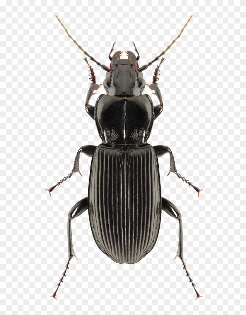 Black Beetle Png Clipart - Bark Beetle Arizona #1453190