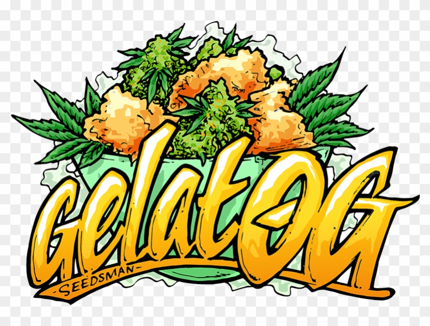 Og Is The Culmination Of Bringing Together Two Much - Gelat Oh Kush #1453536