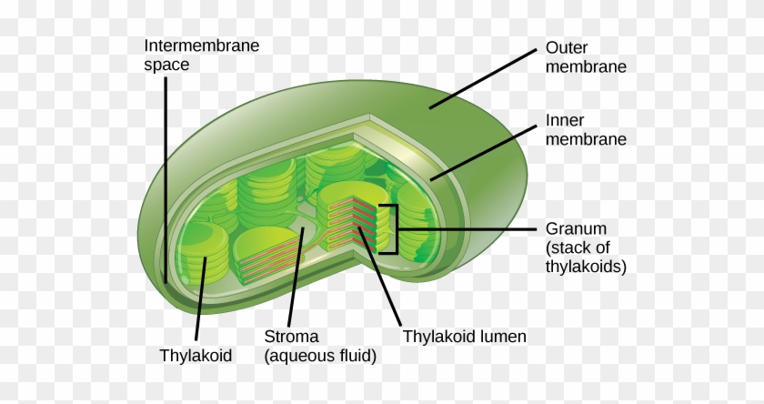 Clip Art Library Download Difference Between Membranous - Eukaryotes All The Reactions Of Photosynthesis Occur #1453639