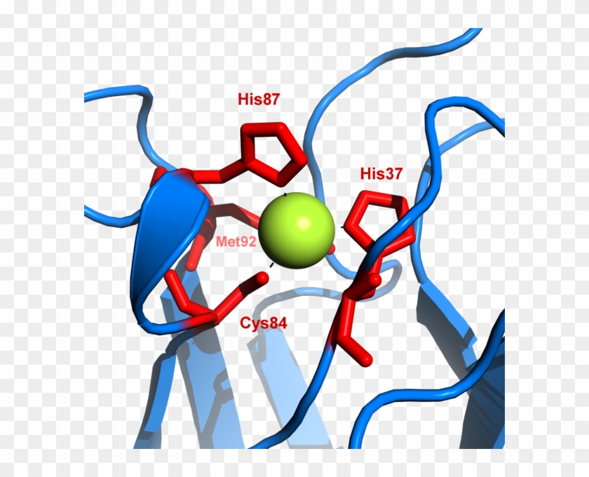 Proteins Produced By The Bacteria Pyrococcus Furiosus - Plastocyanin Structure #1454220