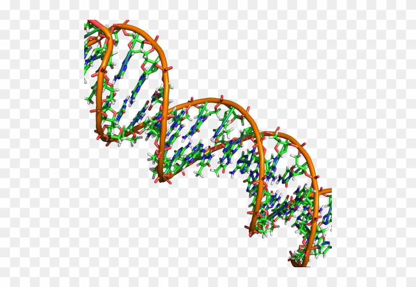 To The Stability Of The Double Helix And Defer To Your - Transparent Double Helix Dna Png #1454252