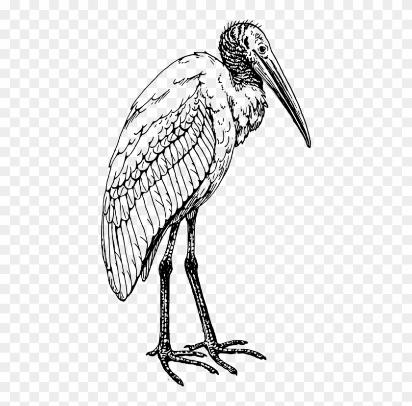 Glossy Ibis Bird Coloring Book American White Ibis - Wood Stork Line Drawing #1456163