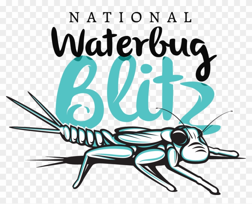 National Waterbug Blitz #1456974