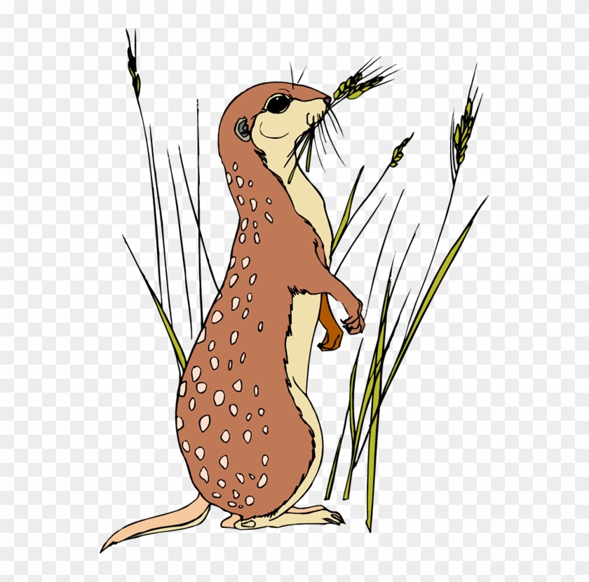 Animiertes Erdmaennchen Bild Meerkat Coloring Pages Free Transparent Png Clipart Images Download