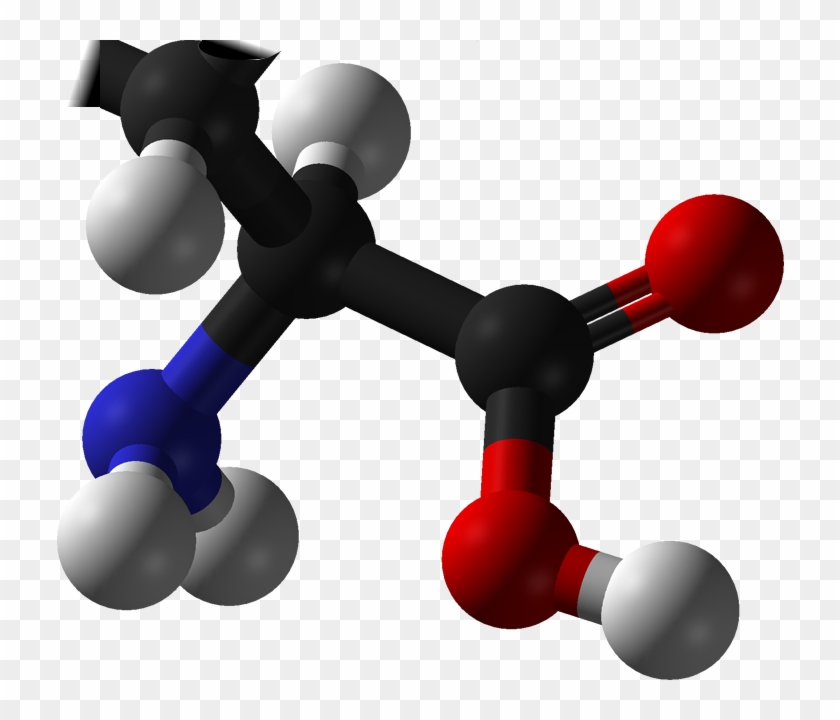 Amino Acids - Amino Acids #226648