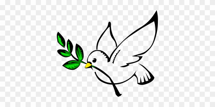 Weiße Taube Ölzweig Taube Freiheit Fliegen - Paloma Clipart #227721