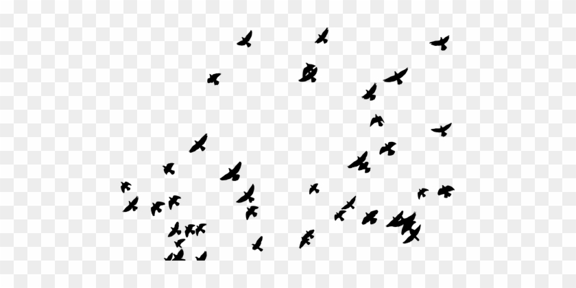 Herde, Vögel, Tiere, Tauben, Fliegen - Clouds Black And White #227723