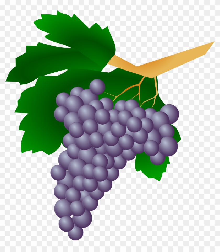 Grape Clip Art - Vine Of Grapes #227927