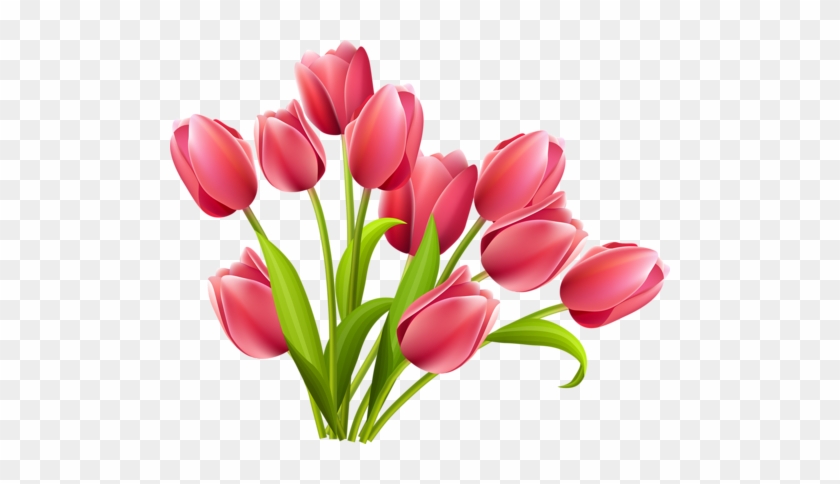 Тюльпаны [преобразованный] - Flower Png #228141