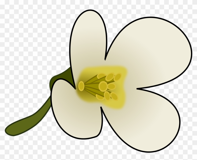 Arabidopsis Flower #228395