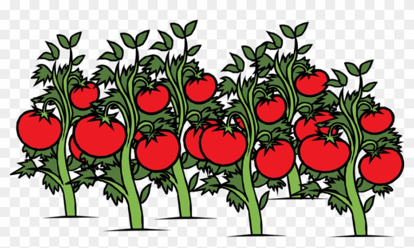 Kaum Zu Glauben, Aber Wahr, - Tomato Plant Clipart #228558